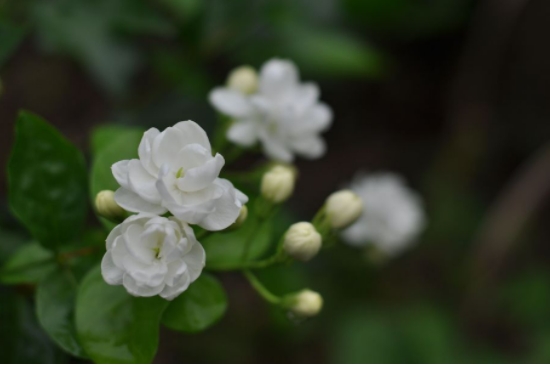 茉莉花不香怎么回事