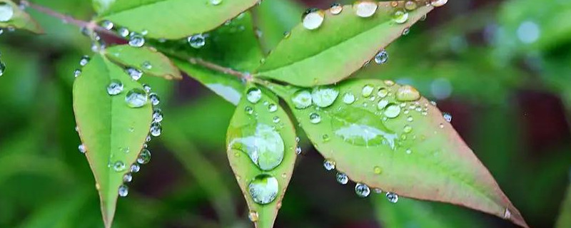 雨水收集后怎么保存浇花