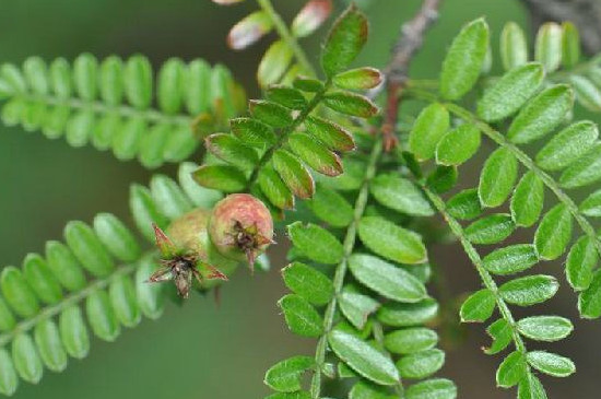 小石积是什么植物