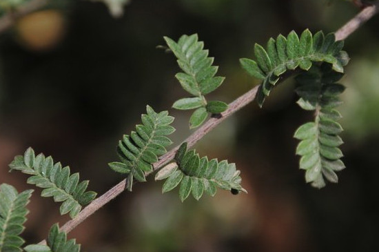 小石积是什么植物