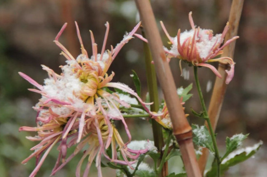 菊花叶子枯萎是什么原因