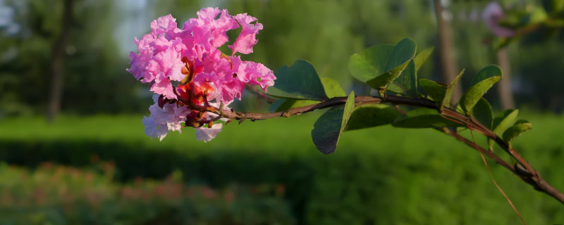 紫薇花的花语和寓意