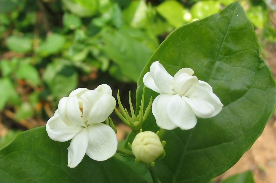 怎样养茉莉花