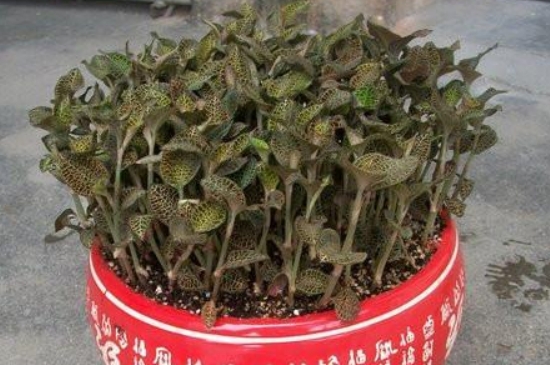 金线莲种植方法和条件