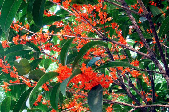 堰红桂花特点