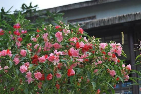 凤仙花花的种子是怎么传播的