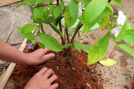 茉莉花换盆换土方法及注意事项