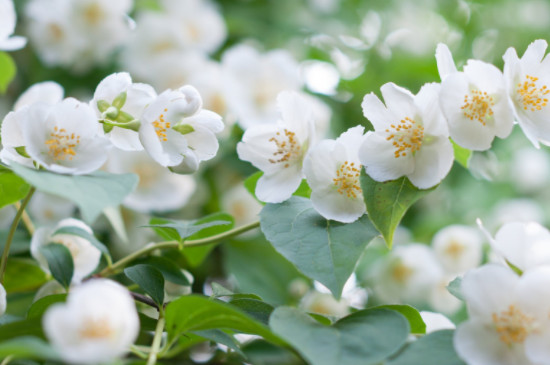 茉莉花花色有几种