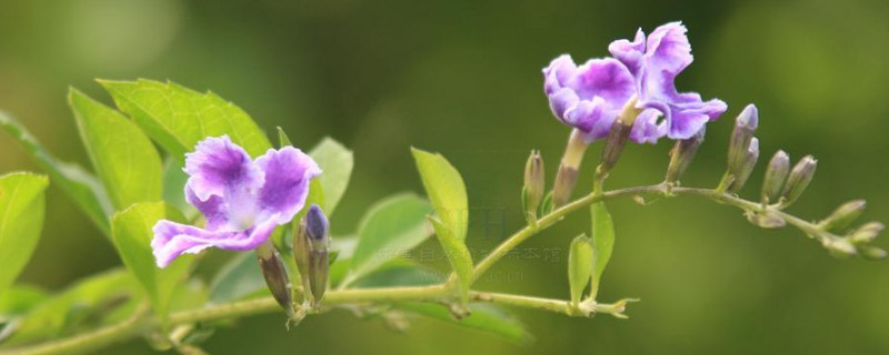 蕾丝金露花的花语