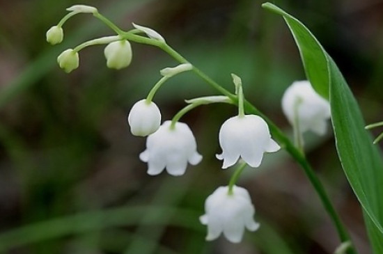 铃兰开完花必须挖出来吗