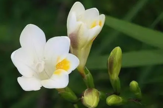 小苍兰的花语和传说