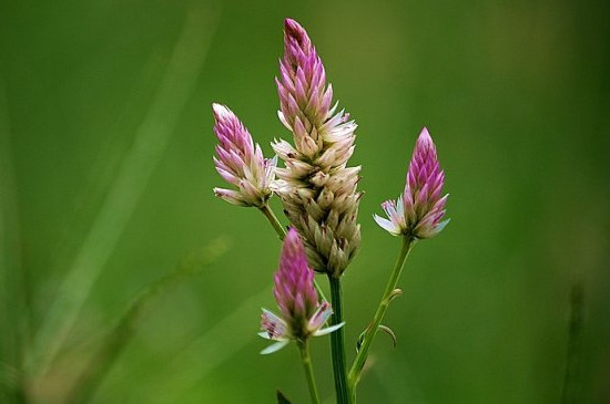 青葙花语是什么