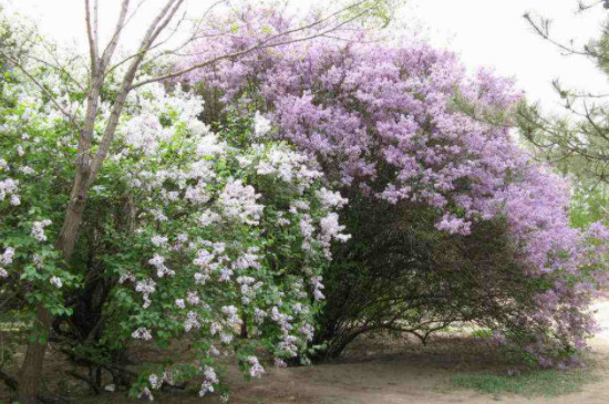 丁香花的寓意