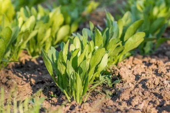 菠菜种子可以泡好直接种吗