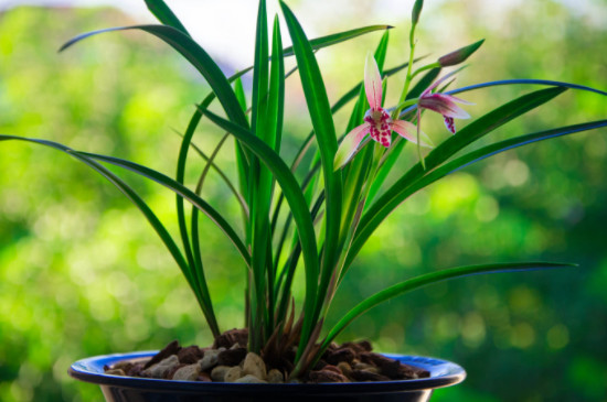 兰花盆栽种植步骤