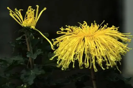 菊花耐寒多少度