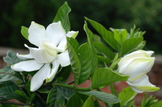 栀子花浇水加白醋还是食用醋