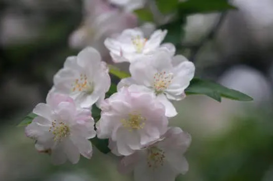 樱花的特点