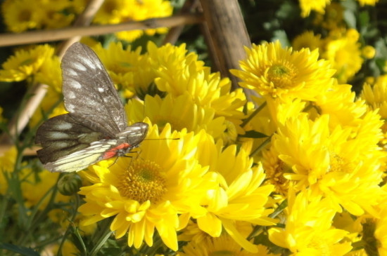 家里适合养菊花吗