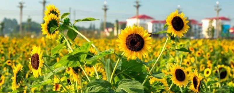 向日葵的花语是什么