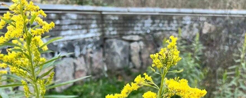 加拿大一枝黄花的花语