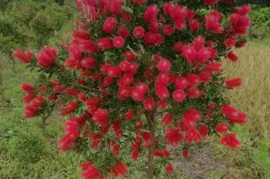 红千层花冬天耐寒吗