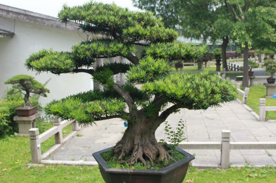 裸子植物的种子是怎么形成的