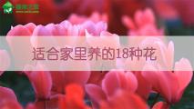 适合家里养的18种花