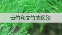 云竹和文竹的区别