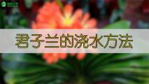 君子兰的浇水方法