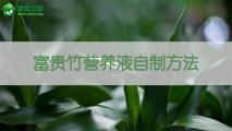 富贵竹营养液自制方法