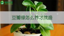 豆瓣绿怎么养才茂盛