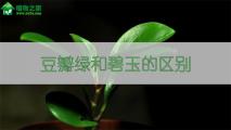 豆瓣绿和碧玉的区别