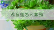 观音莲怎么繁殖