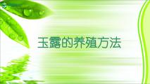 玉露的养殖方法