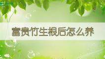 富贵竹生根后怎么养