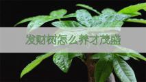 发财树怎么养才茂盛