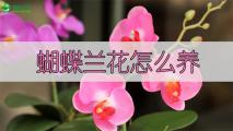 蝴蝶兰花怎么养