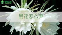 昙花怎么养