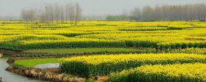 中国四大油菜花海在哪