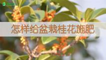 怎样给盆栽桂花施肥