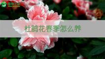 杜鹃花春季怎么养