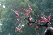 怎样让梅花春节开花，控温控水补光给梅花催花