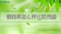 铜钱草怎么养比较茂盛