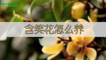 含笑花怎么养