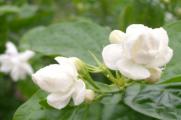 茉莉花什么季节开花，春夏5～8月份开花