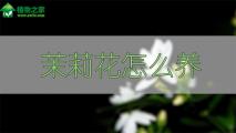 茉莉花怎么养