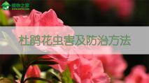 杜鹃花病害及防治方法