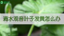 滴水观音叶子发黄怎么办