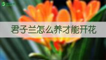 君子兰怎么养才能开花